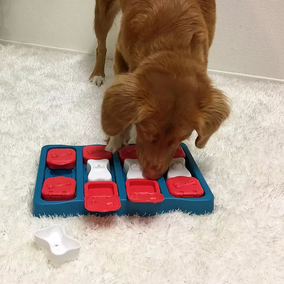 Dog Brick - Juguete Interactivo Nivel 2