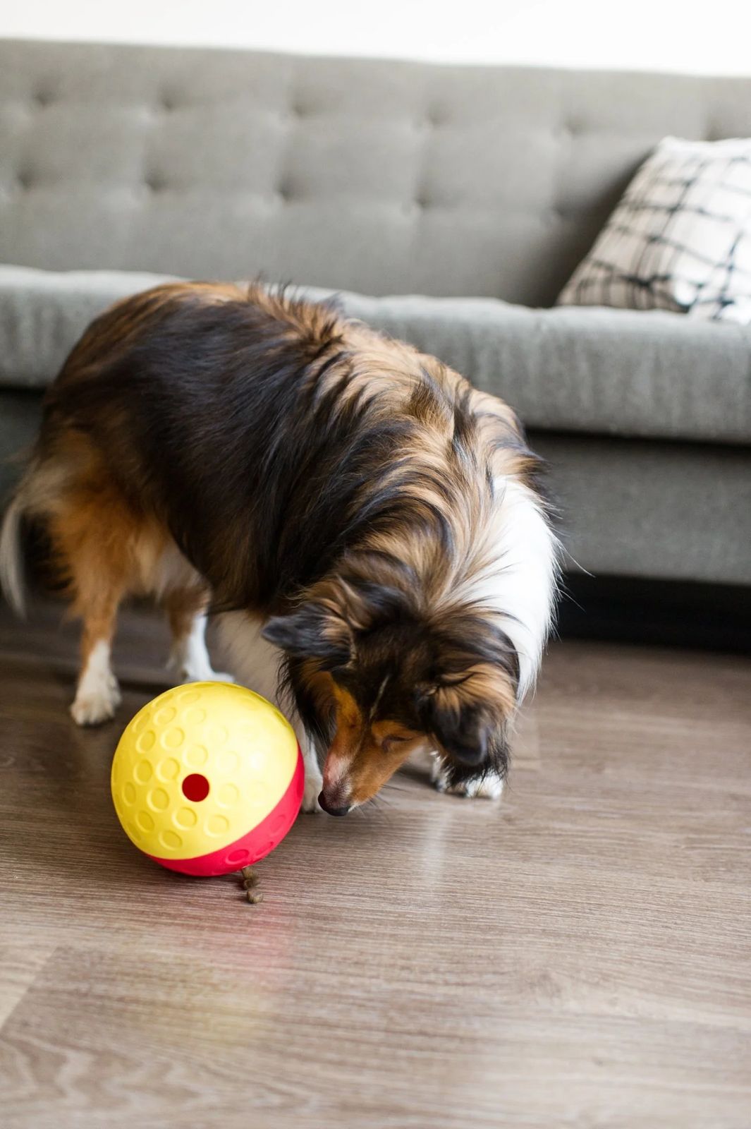 Pelota Treat Tumble -  Nivel 1