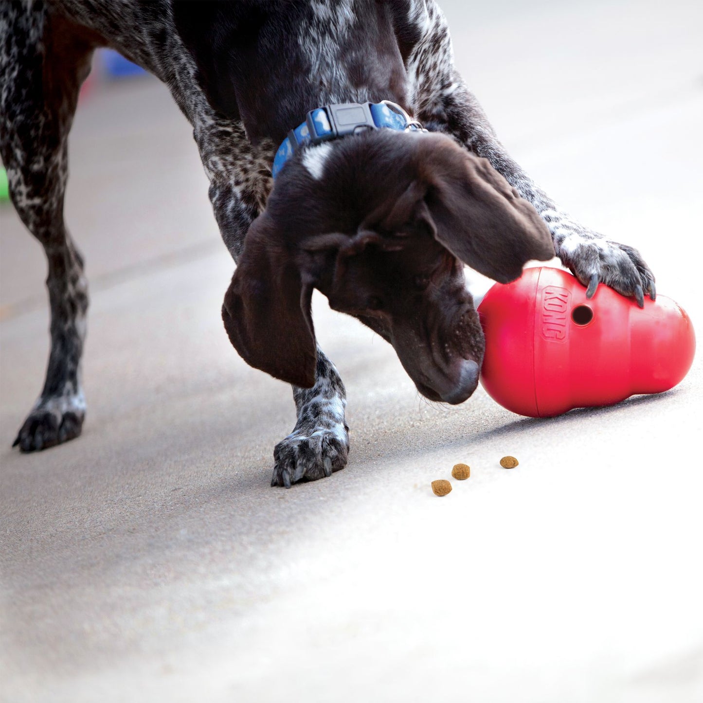 Kong Wobbler- Juguete Interactivo