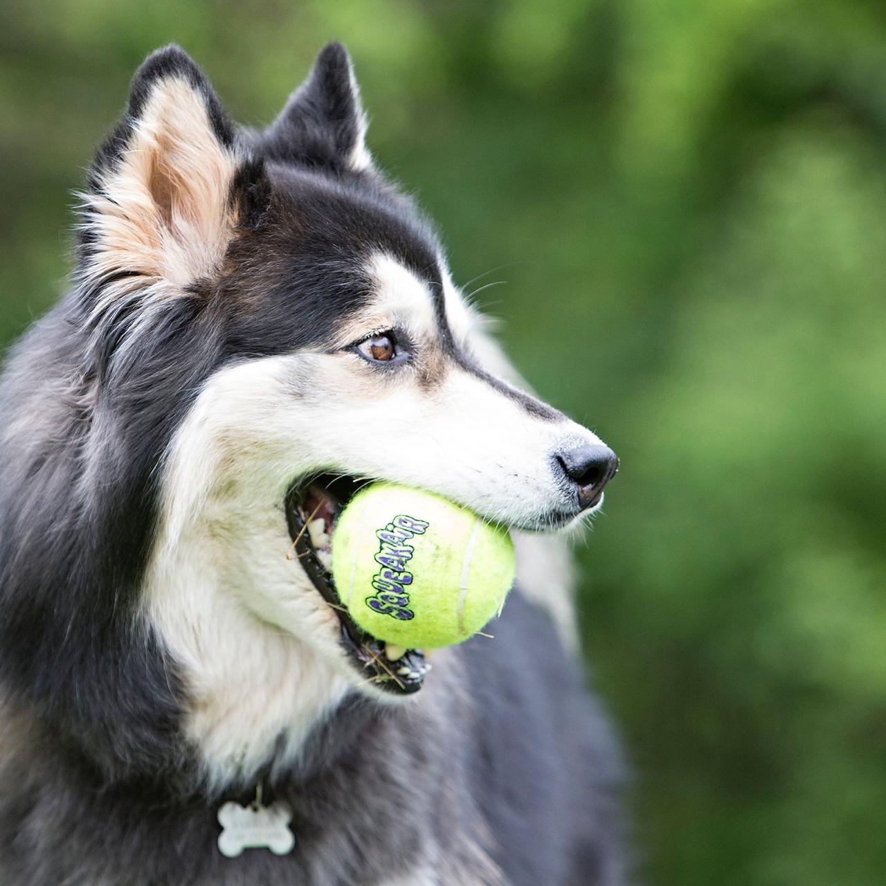 Pelota Squeak Air x3 - Kong